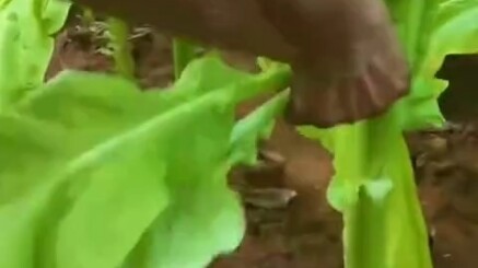 ใบนี้ไม่มีใครรู้จักเลยเหรอ