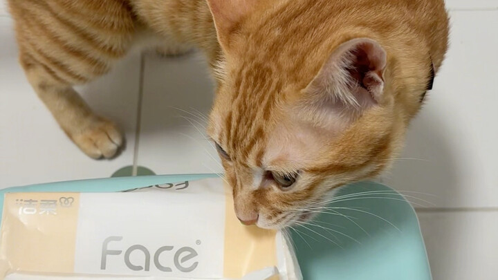 When I tied the tissue my cat snatched with a string and used one-click recall…