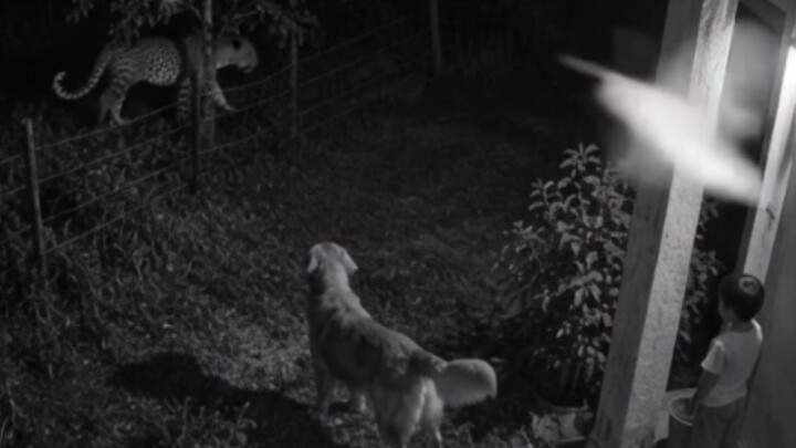 CCTV DogRescue Heartwarming AIGenerated Puppy cctvfootage puppylove CCTVDogRescue Heartwarming