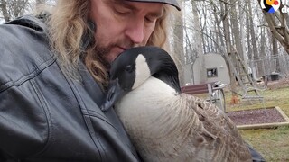 A kind uncle saved the little goose twice