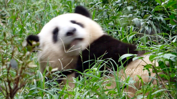 Hua Hua suddenly rolled away [Giant Panda He Hua]