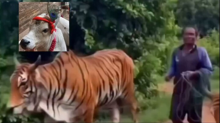 ek kisan ne apni cow ko tiger bana diya , jangli janwar se bachane ke liye \