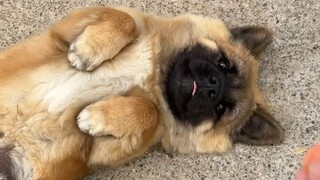 Anak anjing Sheniu tidak bisa dijepit dan mungkin tidak akan tumbuh lebih besar lagi, jadi tidak per