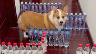 هل يستطيع الكورجي والهاسكي الخروج من المتاهة؟ تأكد من المشاهدة حتى النهاية