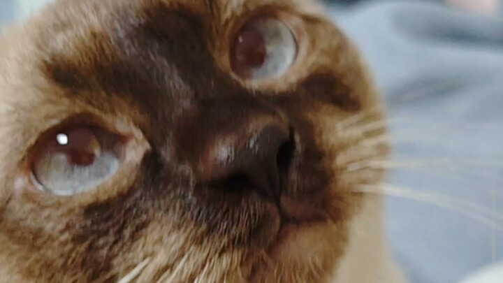Bos, Doupao sedang memfitnah Wo Miao.