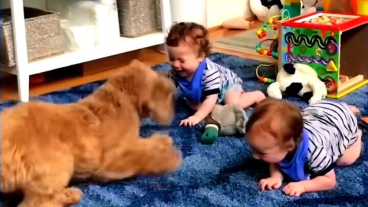 World Top Funny Dog vs Child🤸‍♂️🤪  #trending  #foryou #fyp #dog #baby