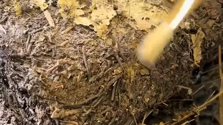 Teh yang disimpan oleh seorang miliarder di Dongguan, konon katanya jika bisa mencicipinya sekali sa