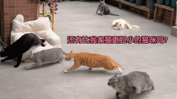 Socially anxious cats—out of my eight cats, only one has the guts.