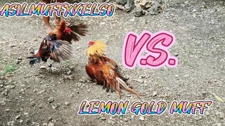 SPAR!       1X WINNER ASILMUFFXKELSO STAG VS LEMON GOLD MUFF COCK      8/23/2023