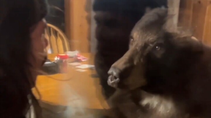Gấu đen hung hăng xông vào nhà người ta, gào thét qua lớp kính mà vẫn không dọa được nó bỏ đi.