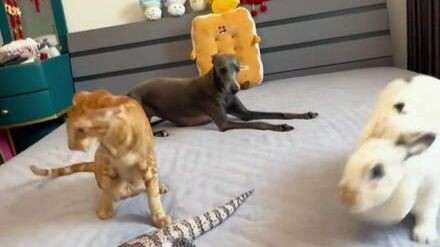 A Room Full of Thunder Beasts