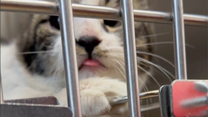 Here comes another cat kidnapping.