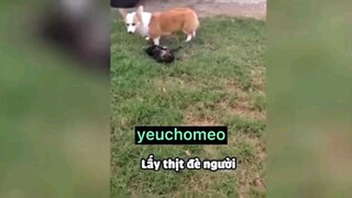 Thế giới diệu kì của corgi