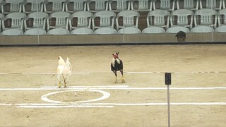 sobrang luwag ng sabongan dito sa amin