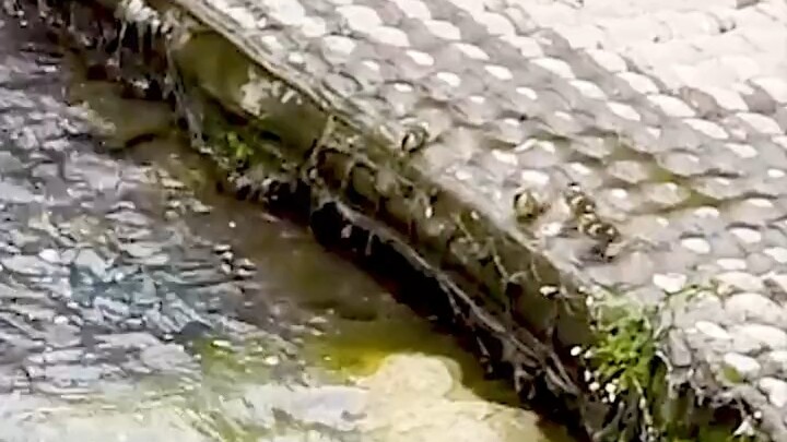 Đều có thể tốt nghiệp rồi