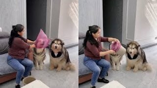 Funny actions of cute Alaskan dogs #4