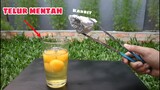 TELUR vs KARBIT.. Telurnya Matang?? #experiment