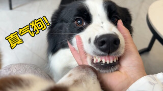 Asalkan sang pemilik menyentuh Border Collie, Siberian Husky yang cemburu langsung datang menghentik