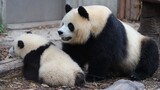【大熊猫和花】润润妈妈真好，两个女儿都要照顾到，一个都不能漏