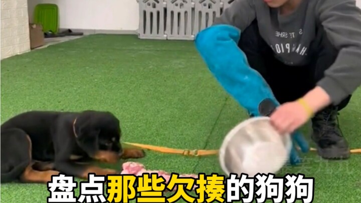 วิธีจัดการหมาหวงอาหารอย่างถูกต้อง: แค่มีกะละมังเหล็กไว้ในมือ ก็คืนความสงบสุขให้ทุกคนได้! ทำยังไงดีเม