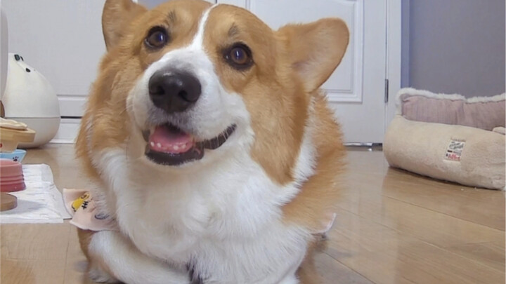 After I started raising this cute little dog, I’ve become terribly afraid of traveling far.