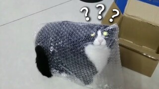 Giải thưởng Hành vi Động vật 236