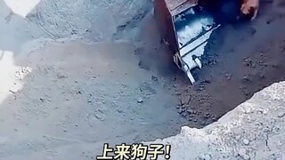 狗狗是人类最忠诚的朋友