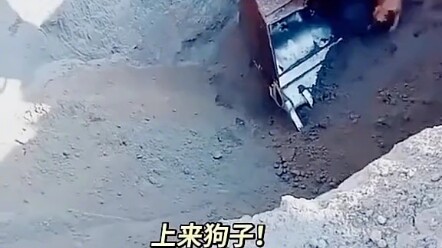 狗狗是人类最忠诚的朋友