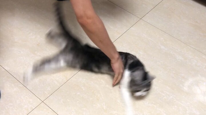 [Animals]A man swirls his cat on the floor at home