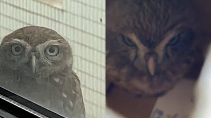 Seekor anak burung hantu dibawa ke kantor polisi, tetapi seekor burung hantu besar datang ke kantor 