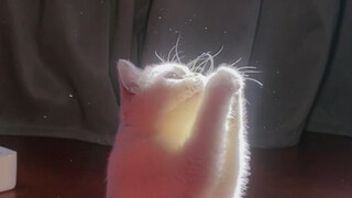 The Divine Kitten Under the Daliyuan Effect