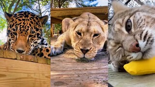 When big cats met catnip
