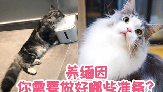 [Cat Talk] Is the Maine Coon Really Not Suitable for Beginners? You Need to Prepare Mentally in Adva