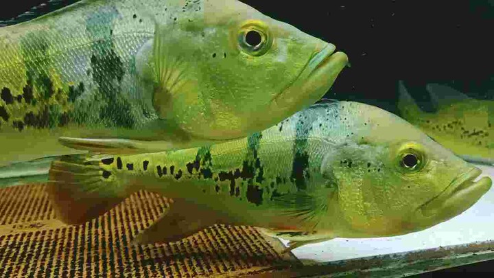 Ikan hias Predator Pbass Mono