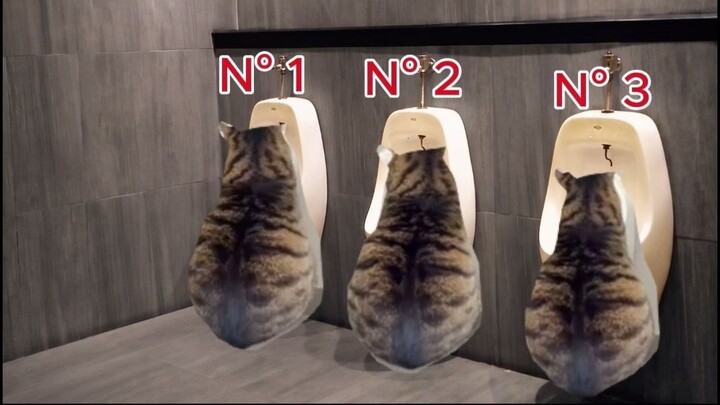 #catmemes #memes #cats #animals #funny