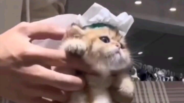 Mèo con Ả Rập nhảy điệu nhảy đặc sắc