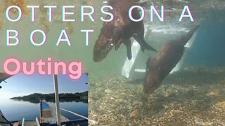 OTTER pups ON our BOAT to a new sea Cove. We otter go an another family outing. #otter