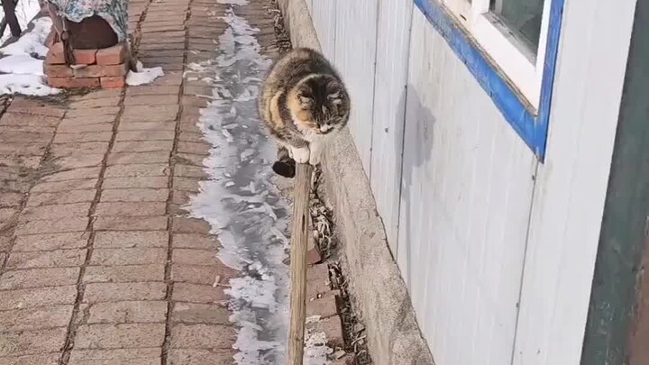 【Large Rabbit Bag】New release is live—come take a look!