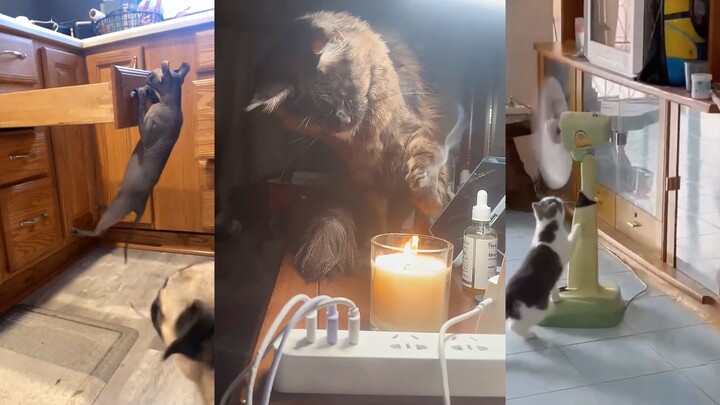 Mao Mao: This damn urge to explore!