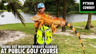 Hired To Take Out Monster Invasive Iguanas At Public Golf Course