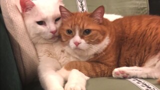 The cat siblings make grumpy faces, only to be mercilessly exposed by Uncle Hu with a single sentenc