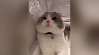 Khum có tim ở mắt mà cứ zoom zô mặt người ta 😠 mặt đã béo thì chớ mèo cutecat xuhuong hearteyes