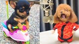 Chú chó con dễ thương and hát hay😂compilation of the cutest dogs