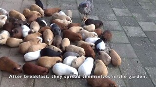 【Guinea Pig】Guinea Pig Family Breakfast and Dinner