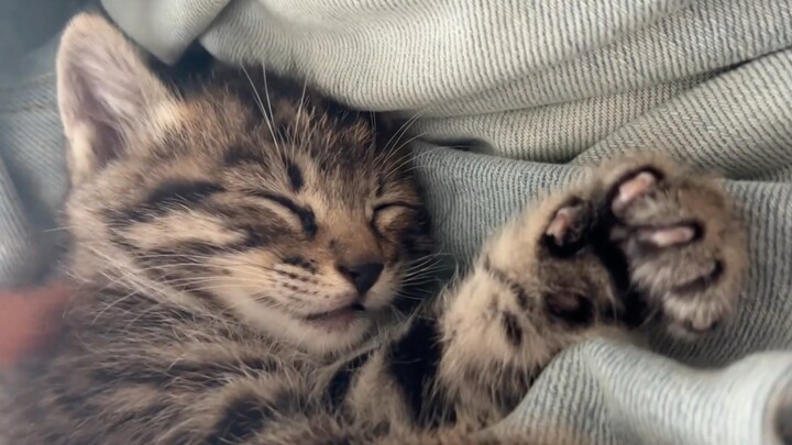 I’m Xiao Mao, and I just love sleeping.