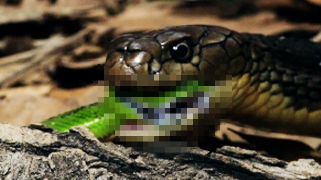 Bamboo Leaf Green Snake vs. King Cobra: Tragically Bitten and Flattened