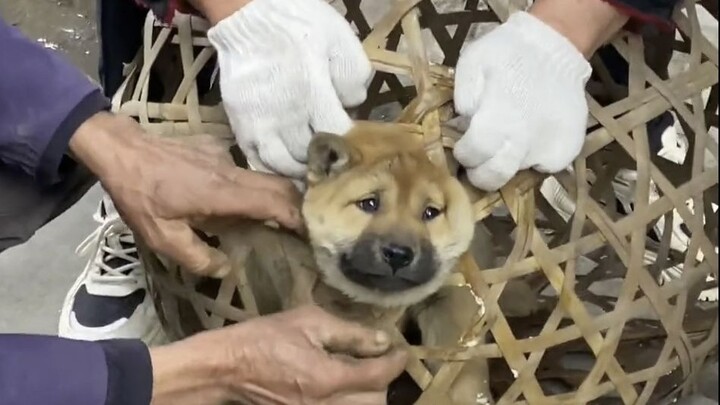 Anjing: "Terkadang aku benar-benar ingin menelepon polisi."