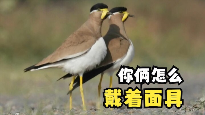 Ngay từ khi mới chào đời đã theo bố mẹ đi kiếm ăn – Chim dẽ mỏ vàng