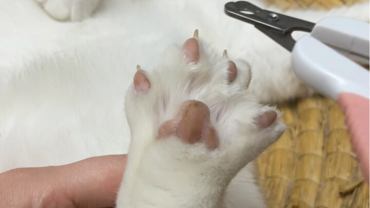 它是自愿剪指甲的……把这个视频转给你家猫看！