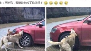 Apakah kamu percaya mobil perusahaan asuransi digigit anjing? Merangkum video lucu dan konyol yang s